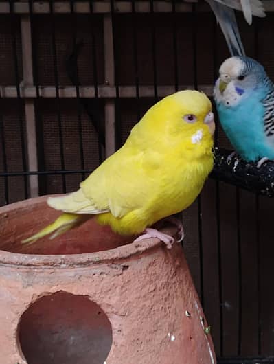 under exhibition female for sale