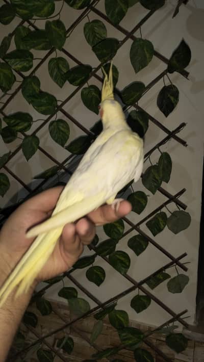 beautiful hand Tamed cocktails no bite