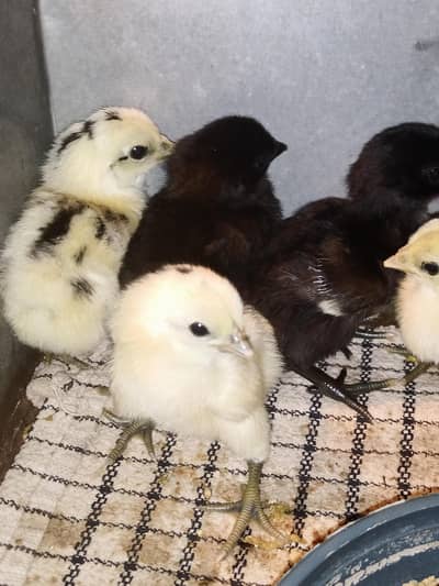 Imported Pure Dragon Aseel