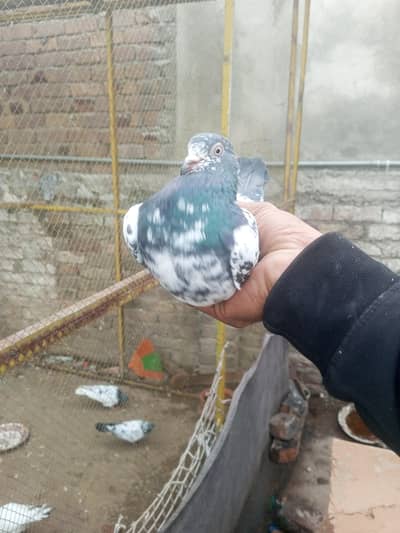 pigeon. . . . 