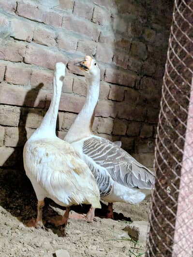 4000 Pure White (Big Duck) Full Size