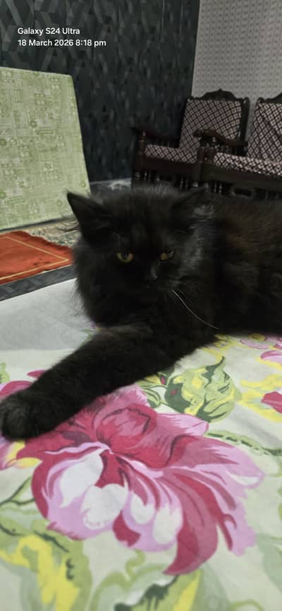 Persian Long Hair Black Cat