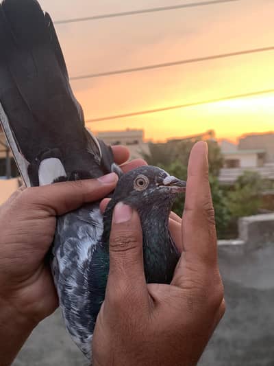 urgently sale with baby prgeons