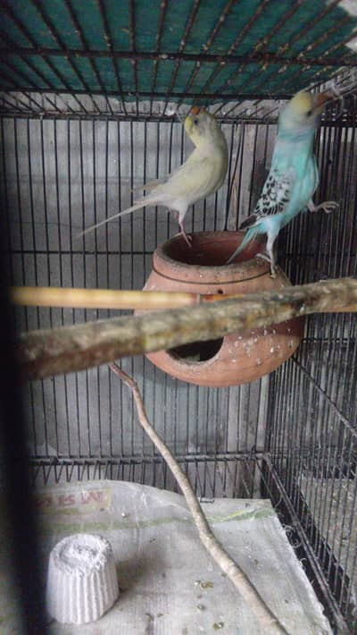 love birdsand australlian 03206441878