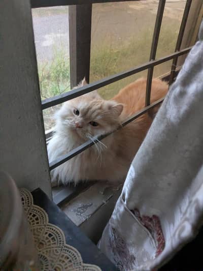 male triple coat neutered