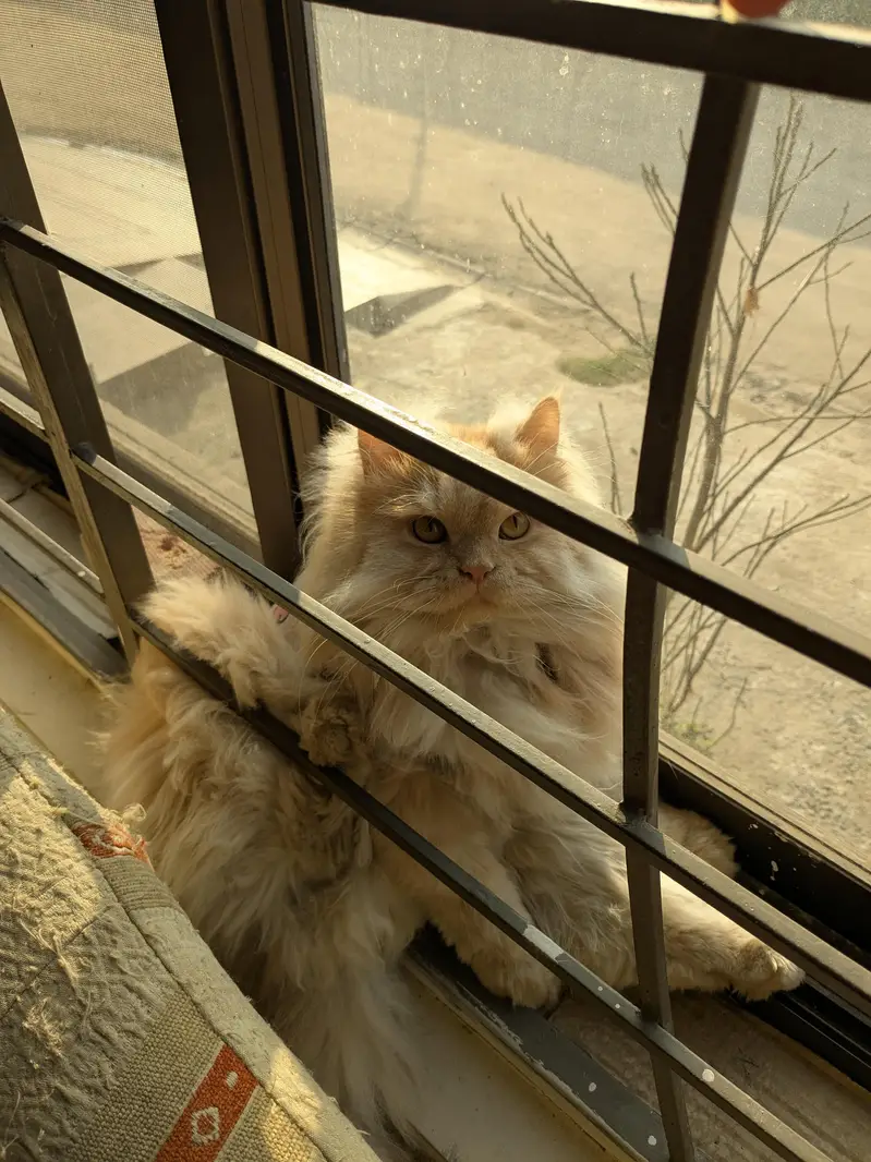 male triple coat neutered — photo 2