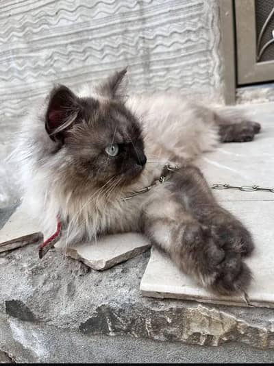 black brown triple coat cat