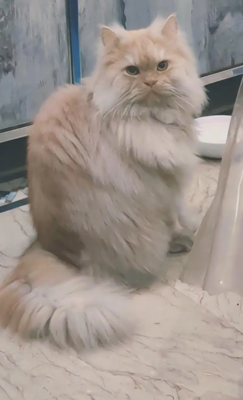 male triple coat neutered — photo 5