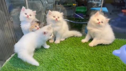 cat beautiful information