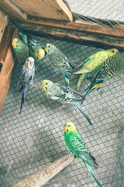 Group Of Budgies
