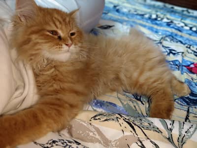 Adorable & Playful 4-Month-Old Persian Kitten Looking for a New Home!!