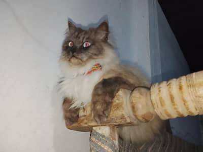 black brown triple coat cat