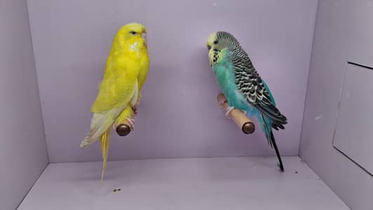 Exhibition size Budgiee pair