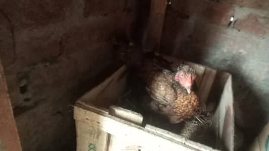 kruk Madi 2 aseel amroha