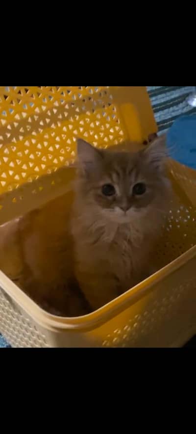 Adorable & Playful 4-Month-Old Persian Kitten Looking for a New Home!!