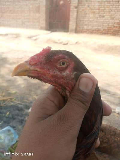 Kamalia Aseel hen Madi