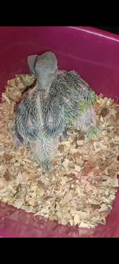GREEN PARROT CHIKS