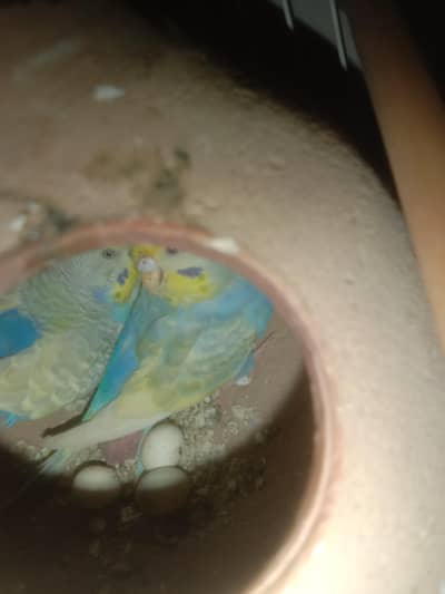 Rambo pair full active both acha pair  hn one chick b hn  3 blackface