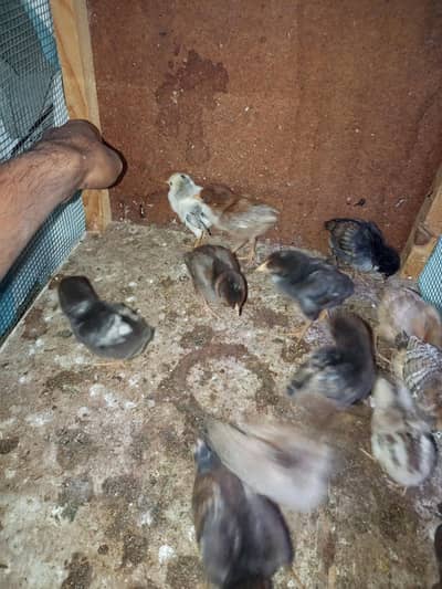 Aseel Chicks 400 1 piece Argent sale