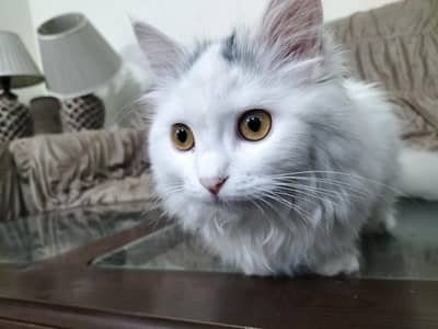 Persian cat for sale 03282818546