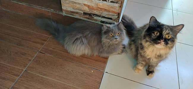 Persian adult cats pair for sale