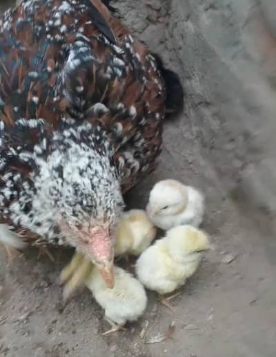 6 chicks or morgi for sale   number.  whatsap 03035410000