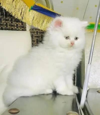 Persian female kitten for sale My WhatsApp number 0320-11-52-806