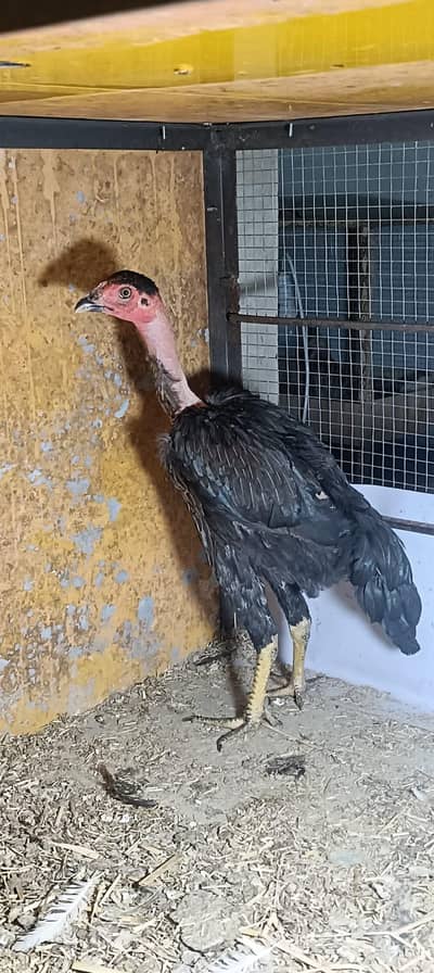 Naked Nick Aseel madi