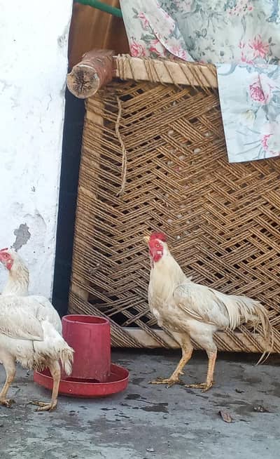 white Healthy Pair Available (Murgha + Murghi)”