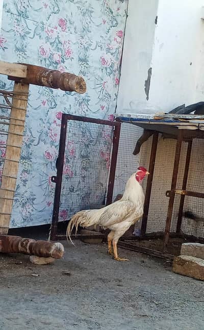 white Healthy Pair Available (Murgha + Murghi)”