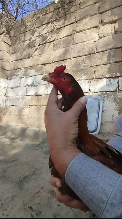 high quality aseel patta available