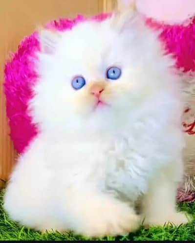Persian female kitten for sale My WhatsApp number 0320-11-52-806