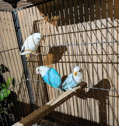 Love Birds Mix Motion For Sale