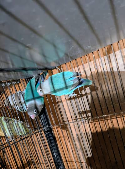 Love Birds Mix Motion For Sale