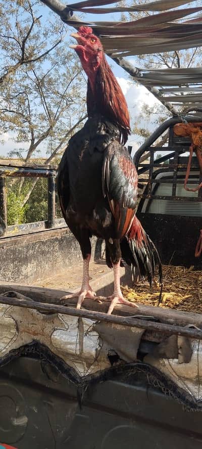 high quality aseel patta(green eyes)