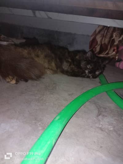 fully active and healthy pregnant cat