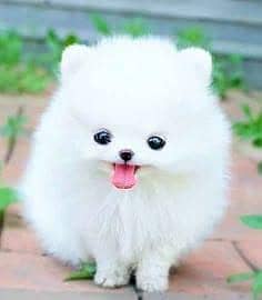 Pomeranian puppies 92/314/5176/416.