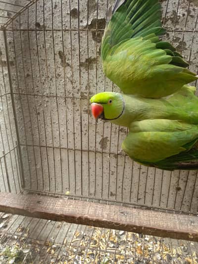 ringneck male/katha