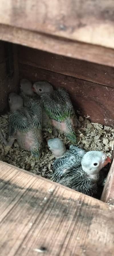 Green Ringneck Chicks