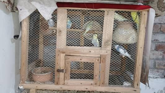 13 Budgies Parrots with cage 4 Breeding pairs