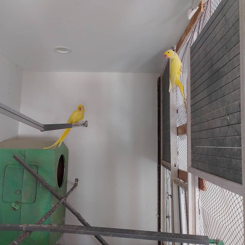 YELLOW RINGNECK 1