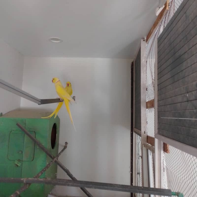 YELLOW RINGNECK 2