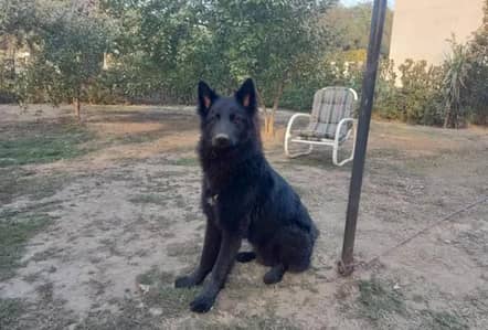 Black German shepherd