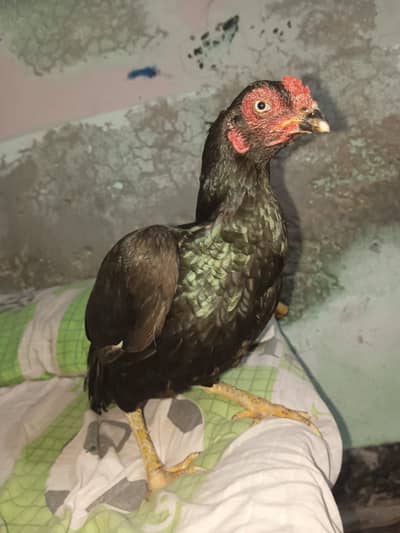 Aseel Lasani Hen For Sale