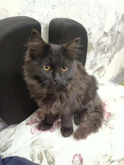 Ash color 3 months  persian kitten