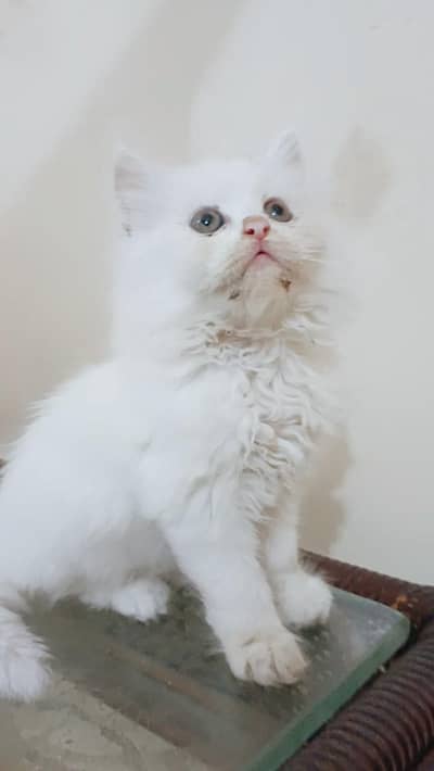 White Persian Kitten