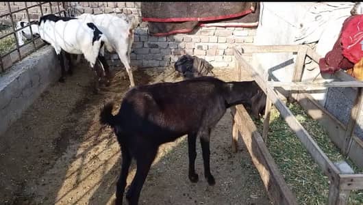 Zinda Bakriyan For Sale - Kilo ke Hisaab se