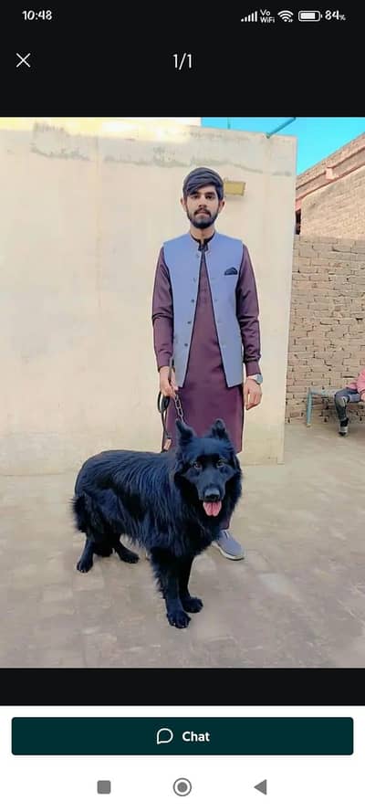 black german shepherd male