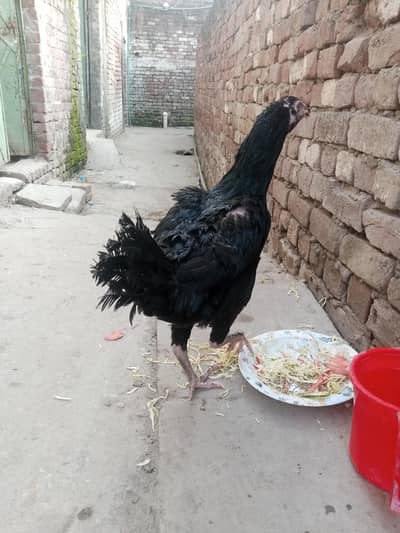 Thai aseel murgi shaukeen hazrat rabta kare