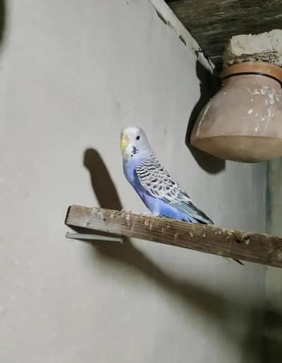 Single Female Australian Bajri – Healthy (1000 Final)